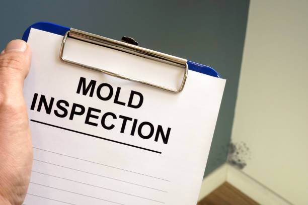 Best Attic Mold Removal  in Reamstown, PA